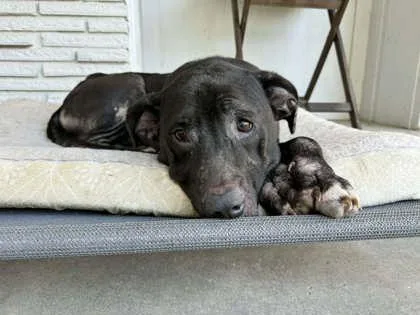 An adult medium-sized female Mixed Breed dog named Wonder Woman for adoption in Chamblee, GA