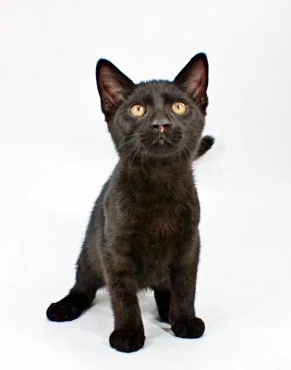 A baby small-sized male Domestic Short Hair cat named Zander for adoption in Morton Grove, IL