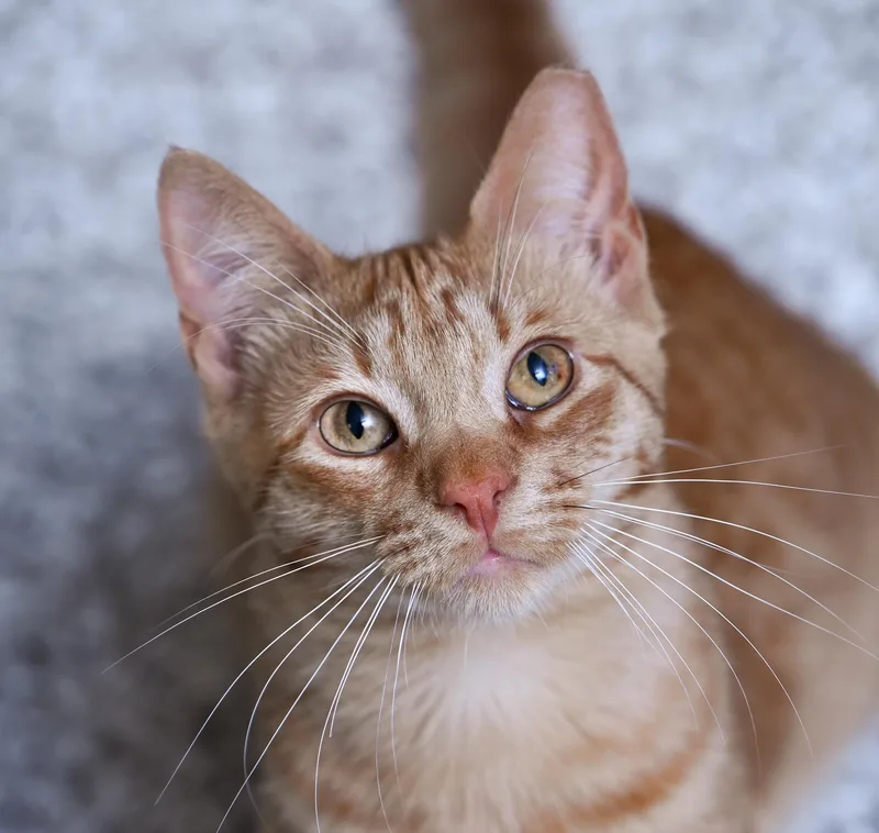 A young medium-sized male Tabby (Orange / Red) Tabby cat named Saturn for adoption in Chattanooga, TN