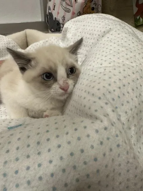 A baby small-sized male Snowshoe cat named Fabian for adoption in Parlier, CA
