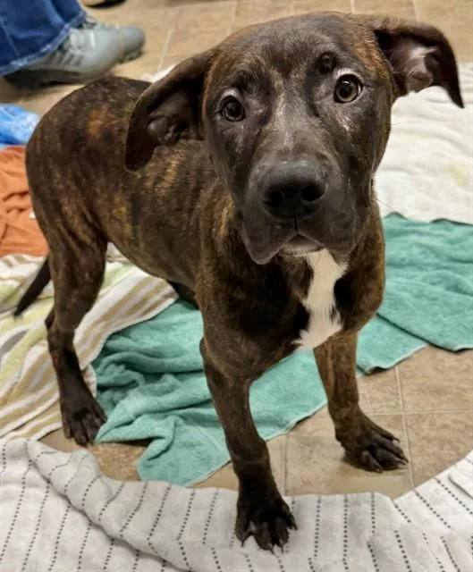 A young small-sized female Cane Corso dog named Lucy for adoption in Augusta, GA