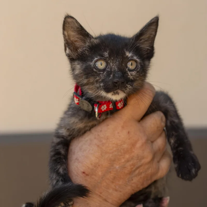 A baby small-sized female Domestic Short Hair cat named Hazel for adoption in Elk Grove, CA