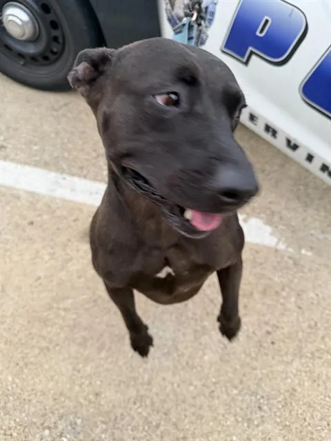 An adult large-sized male Mixed Breed dog named Johnny Cash for adoption in Dallas, TX