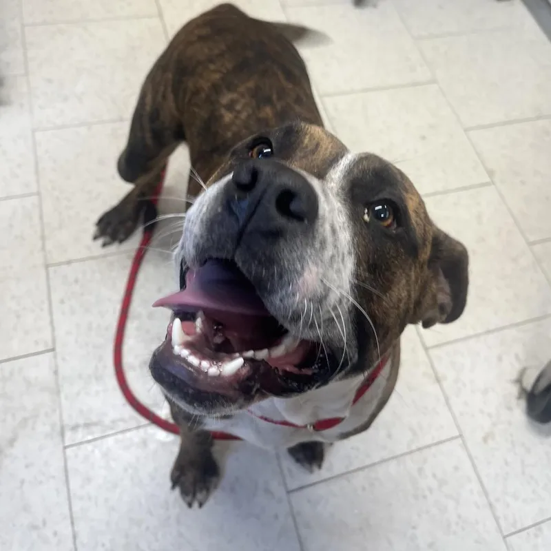 Chicken Little thumbnail 2