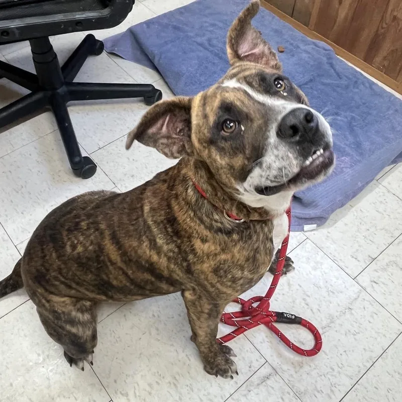 Chicken Little thumbnail 3