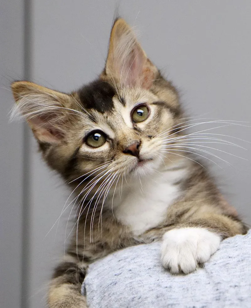 A baby medium-sized male Domestic Medium Hair cat named Bise for adoption in Kansas City, KS