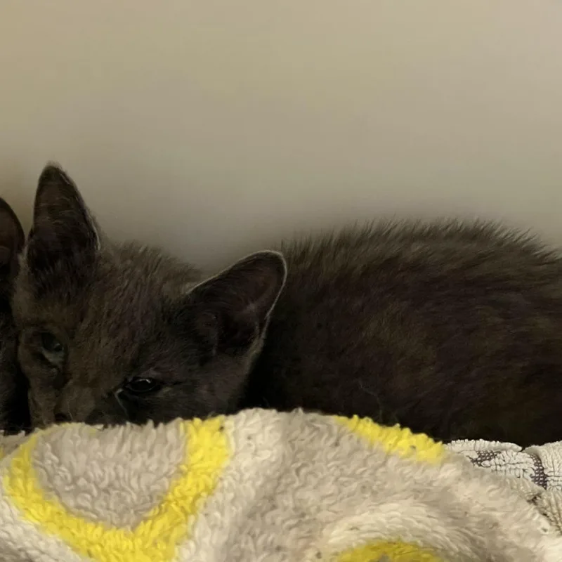 A baby small-sized female Gray / Blue / Silver Domestic Short Hair cat named Miko for adoption in Harrisonburg, VA