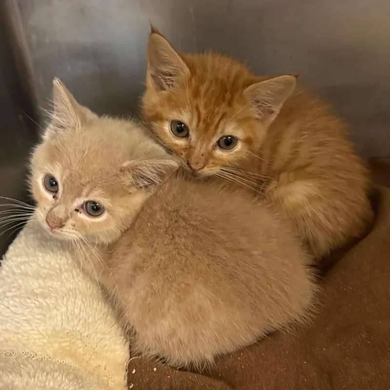 A baby small-sized male Orange / Red Domestic Short Hair cat named Spiderman for adoption in Los Angeles, CA