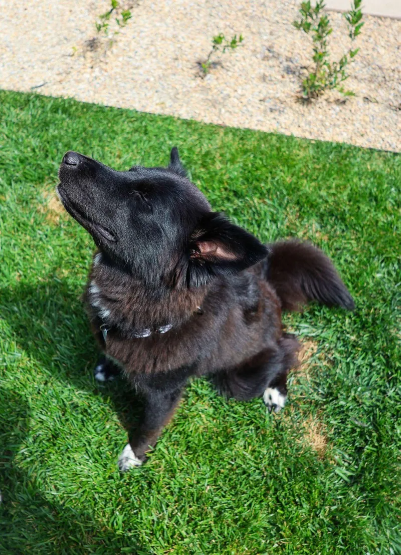A young medium-sized female Black Siberian Husky dog named Khepri for adoption in Los Angeles, CA