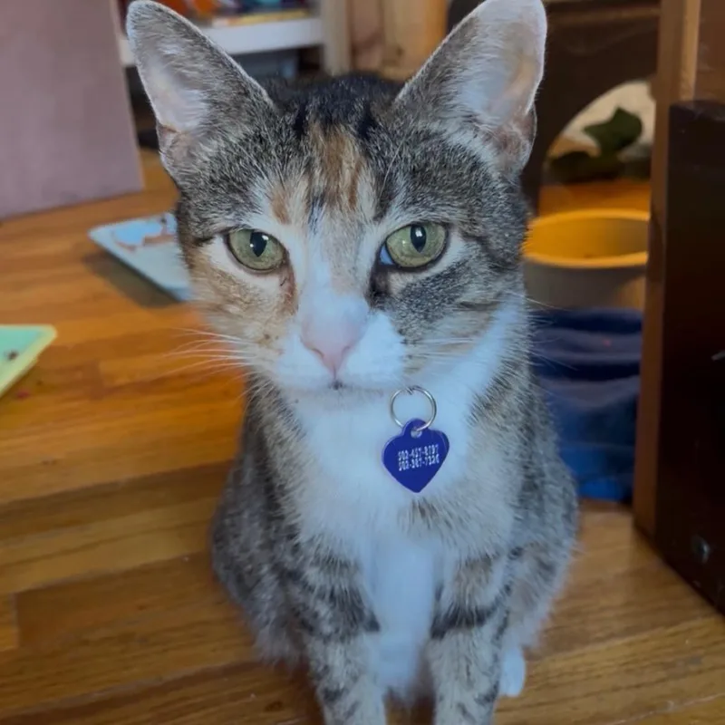 A young medium-sized female Calico Domestic Short Hair cat named Treasure for adoption in La Grange, KY