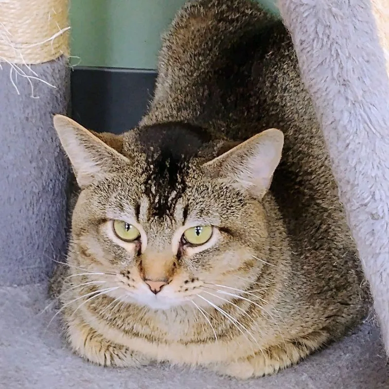 An adult medium-sized male Tabby (Brown / Chocolate) American Curl cat named Abu for adoption in Dawsonville, GA