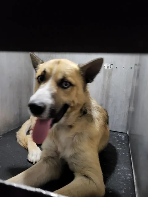 A young large-sized male Husky dog named Zeus for adoption in San Antonio, TX