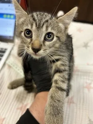 A baby small-sized male Domestic Short Hair cat named Chucky for adoption in Largo, FL