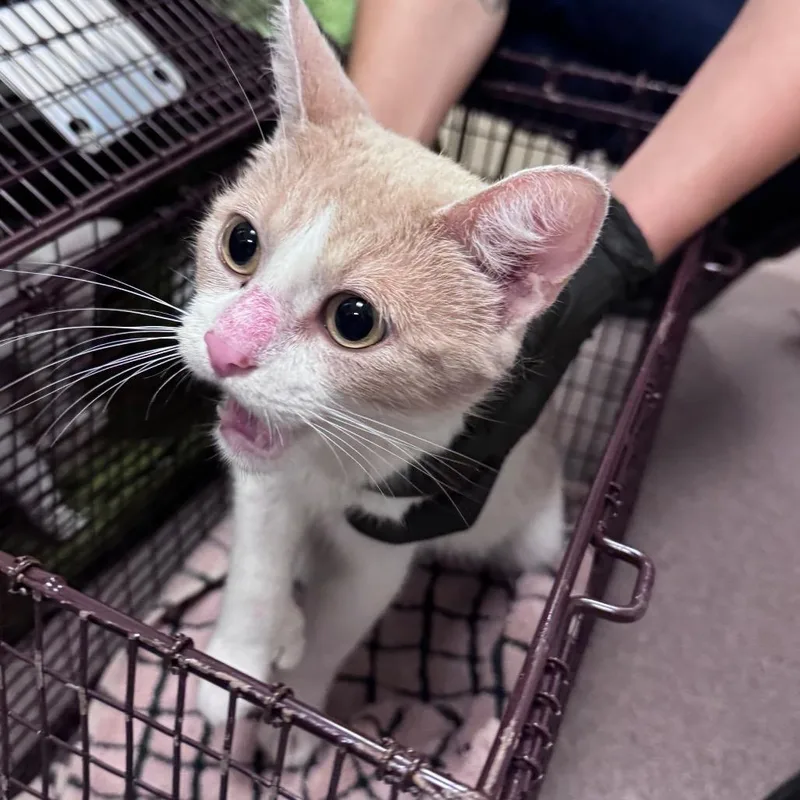 A young medium-sized female White Domestic Short Hair cat named Tulip for adoption in Chicago, IL