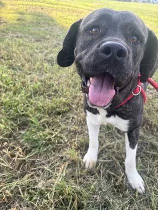 An adult large-sized female Mixed Breed dog named Pristine for adoption in Chamblee, GA