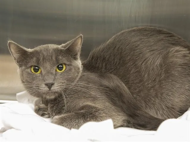 A young medium-sized female Domestic Short Hair cat named Lucky for adoption in Phoenix, AZ