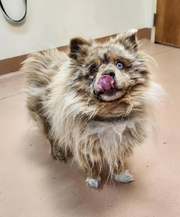 A senior small-sized male Pomeranian dog named Mishka for adoption in Kennewick, WA