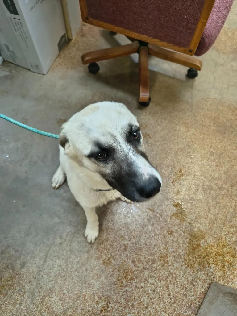 A young large-sized male Anatolian Shepherd dog named Lilly for adoption in Brownwood, TX