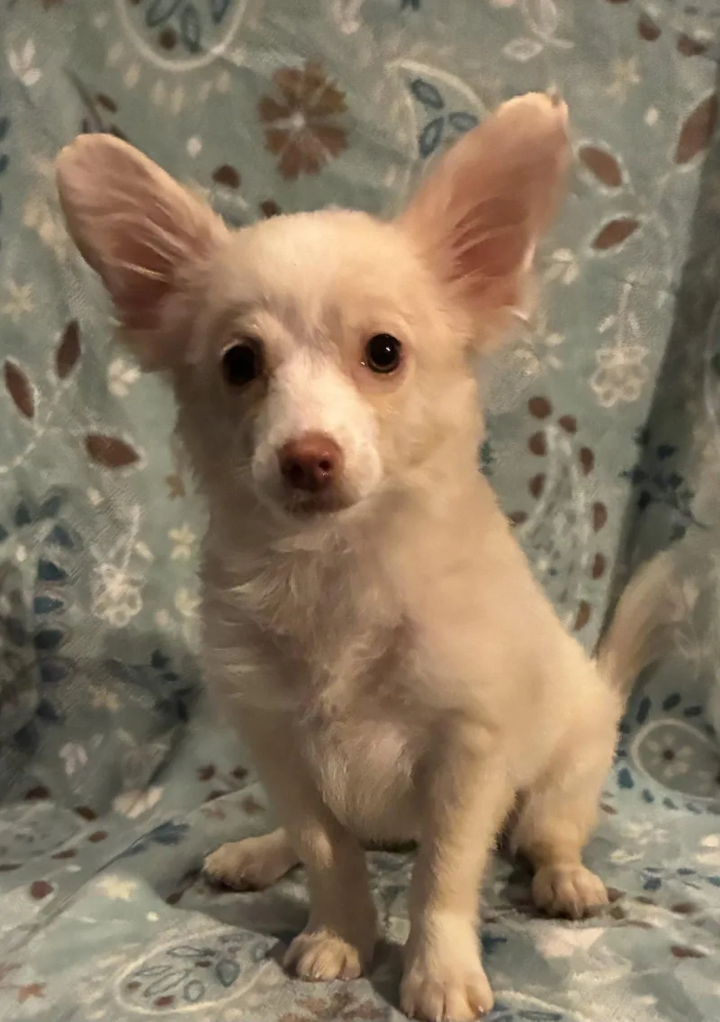 A baby small-sized female Yellow / Tan / Blond / Fawn Chihuahua dog named Trixie for adoption in Pottstown, PA