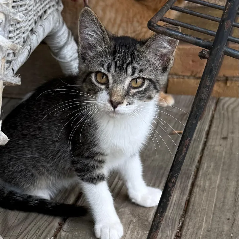A young small-sized male Tabby (Brown / Chocolate) Domestic Short Hair cat named Zeus for adoption in Gresham, WI