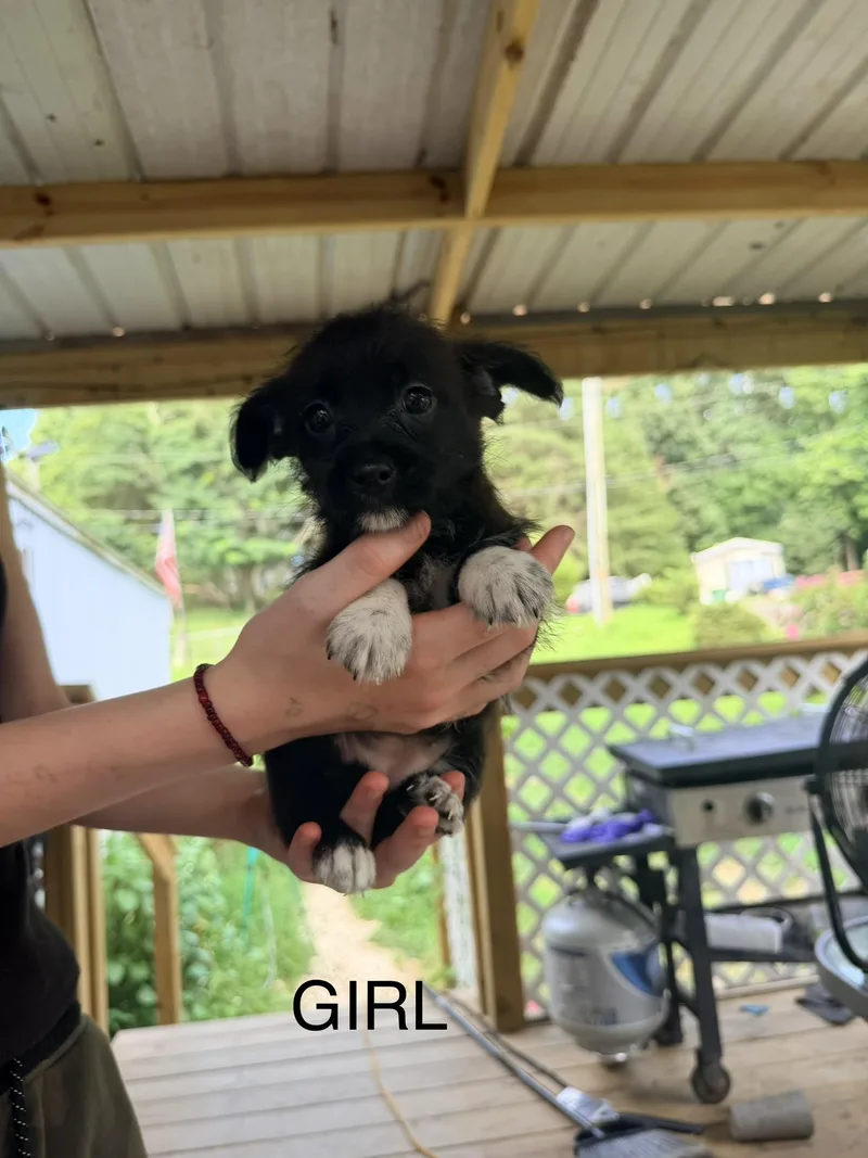 A young small-sized female Wirehaired Dachshund dog named Nirvana for adoption in Walkertown, NC