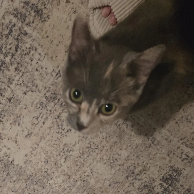 A young medium-sized female Dilute Calico Domestic Short Hair cat named Rumchata for adoption in Richmond, VA
