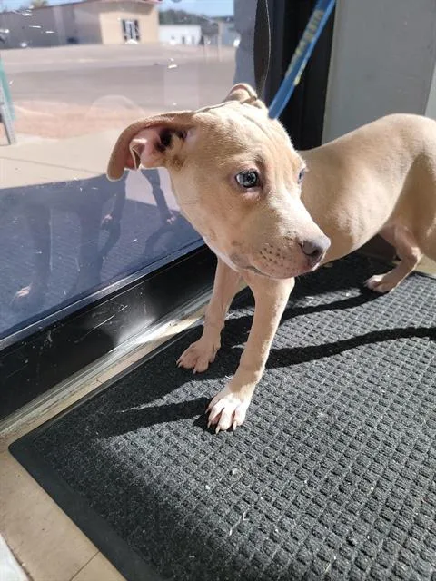 A young small-sized female American Staffordshire Terrier dog named Lola for adoption in Killeen, TX