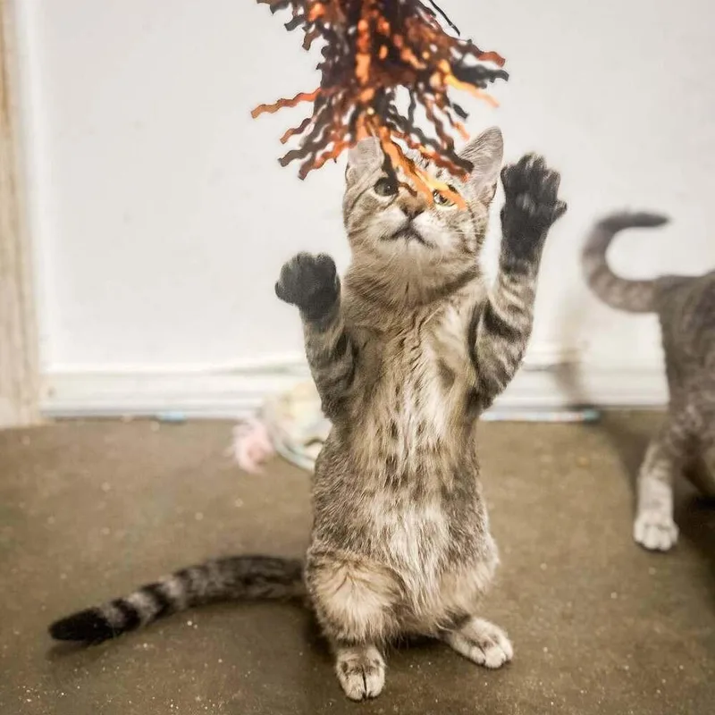 A baby small-sized male Domestic Short Hair cat named Tommy for adoption in Groveland, MA