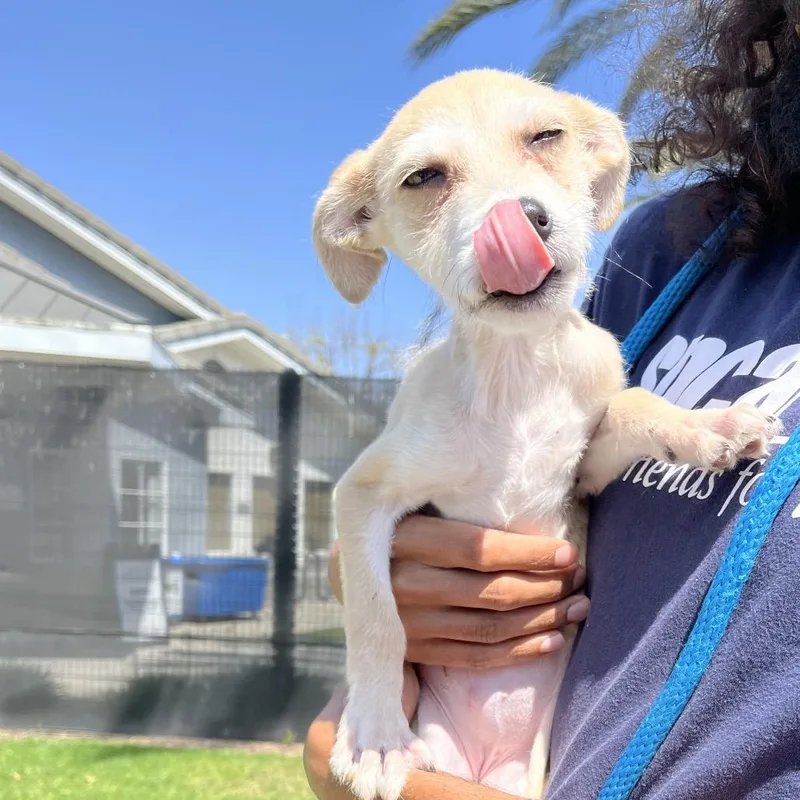 A baby small-sized female Yellow / Tan / Blond / Fawn Chihuahua dog named Girly Pop for adoption in Hawthorne, CA