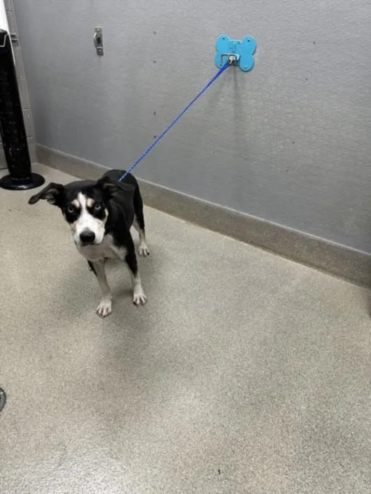 A young large-sized female Siberian Husky dog named Luna for adoption in Las Vegas, NV