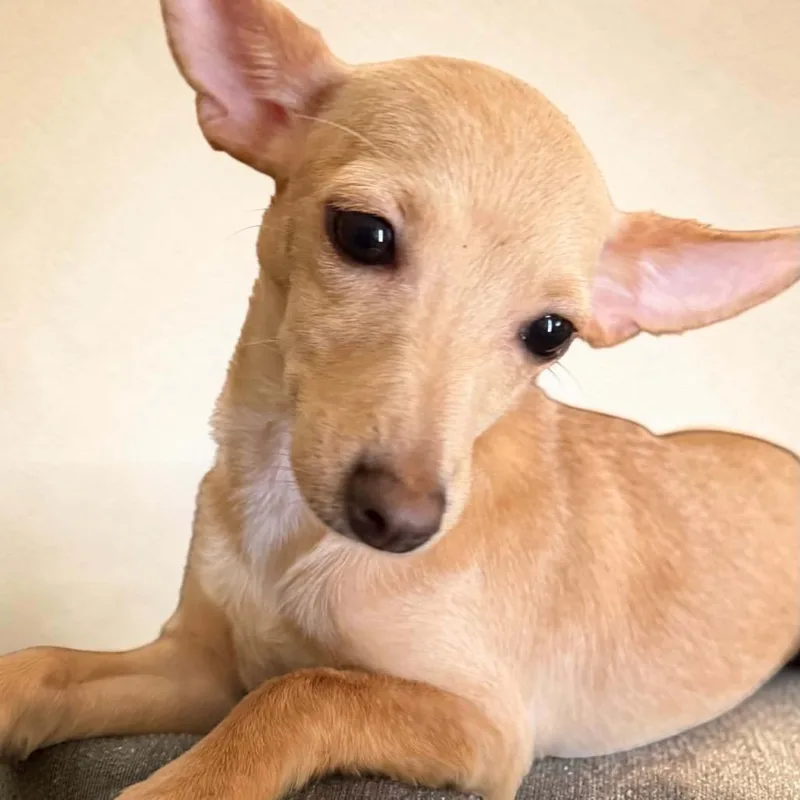 A young small-sized female Yellow / Tan / Blond / Fawn Chihuahua dog named Hope for adoption in Phoenix, AZ