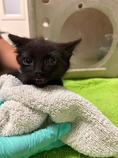 A young small-sized female Domestic Short Hair cat named Lorelai for adoption in Riverside, CA