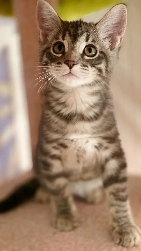 A baby medium-sized female Tabby (Gray / Blue / Silver) Domestic Short Hair cat named Aunt Voula for adoption in Beaverton, OR