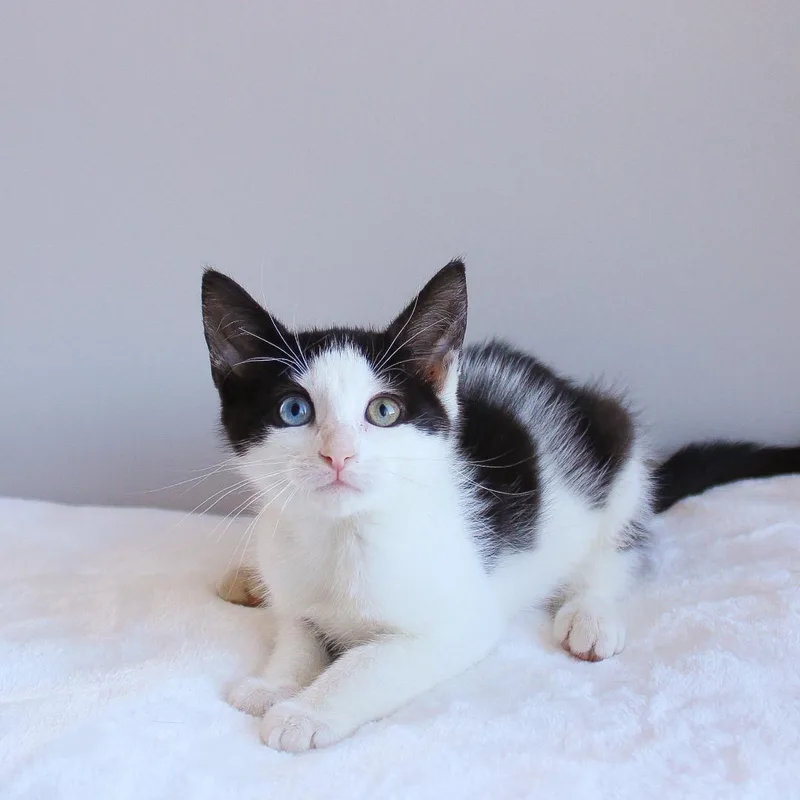 A baby medium-sized male Black & White / Tuxedo Domestic Short Hair cat named Vinnie for adoption in Wayne, NJ