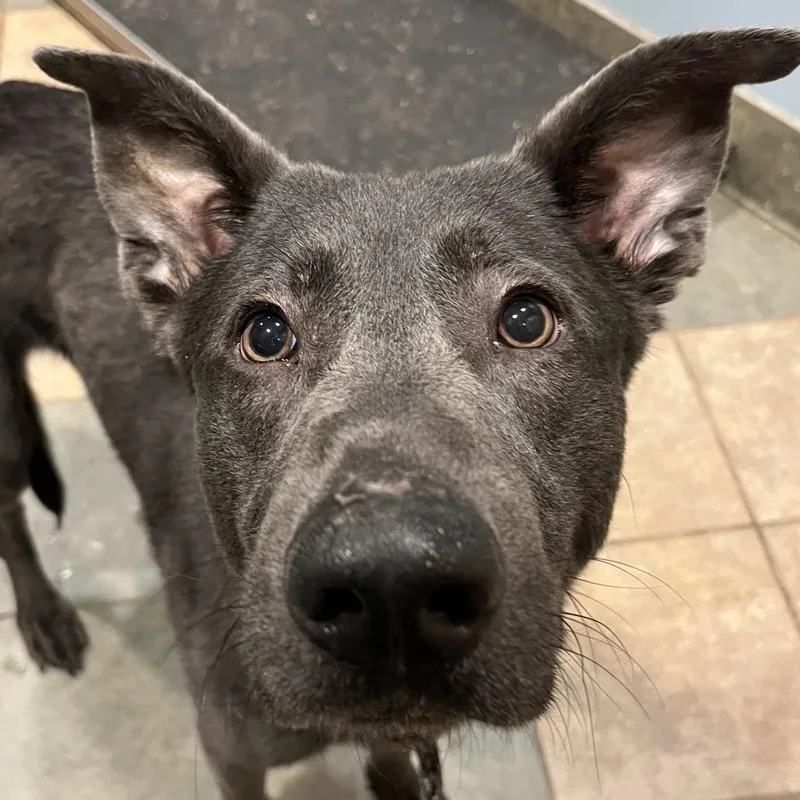 An adult medium-sized male Black Mixed Breed dog named Padfoot for adoption in Chattanooga, TN
