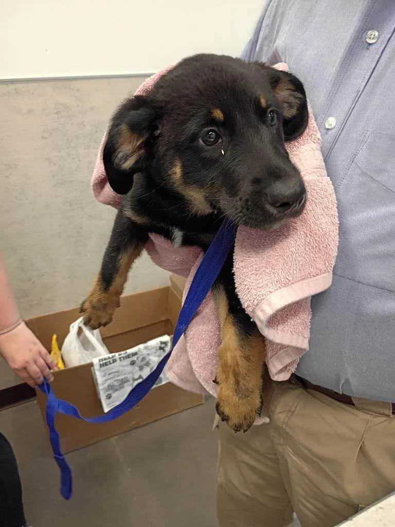 A baby medium-sized male Labrador Retriever dog named Benny for adoption in Clarksville, TN