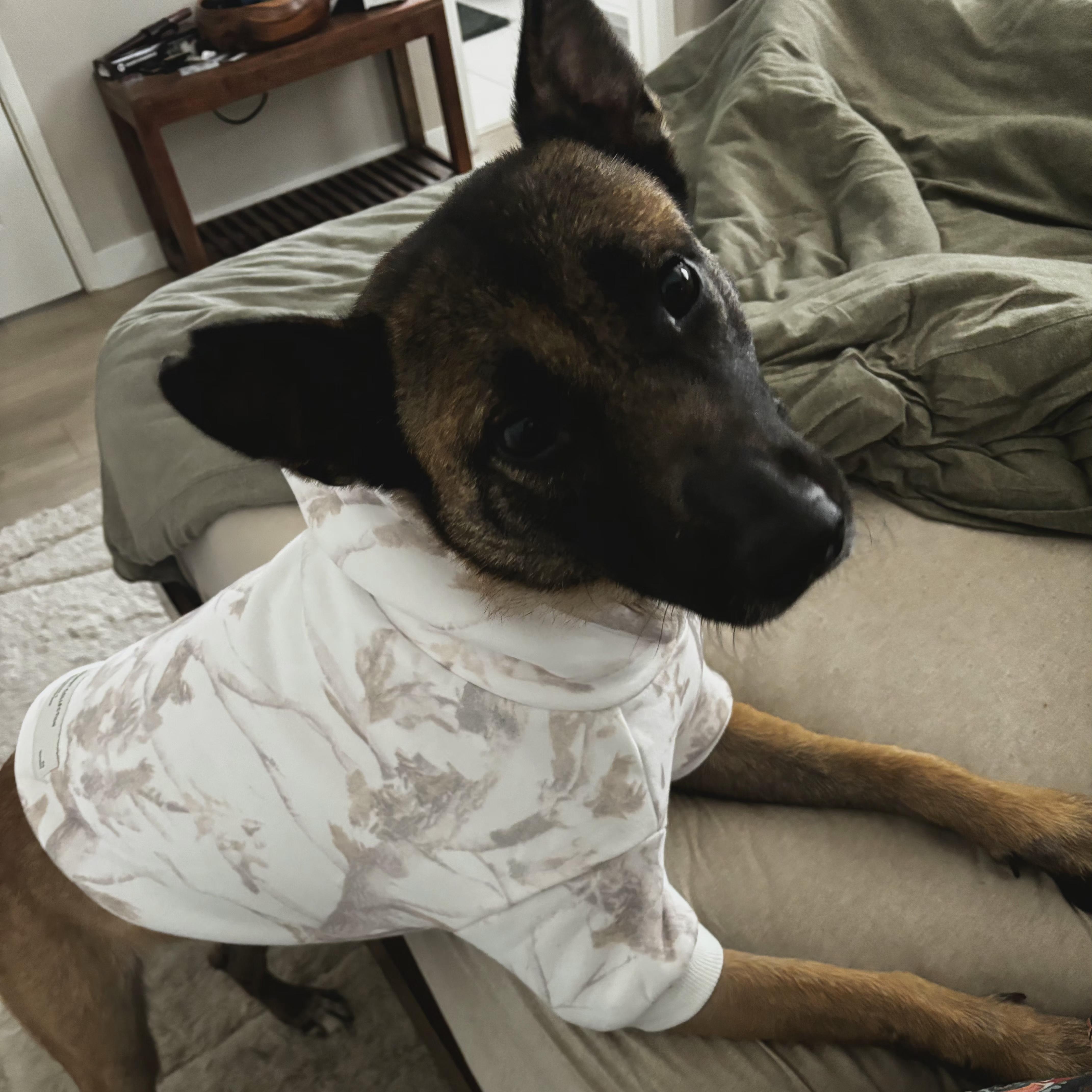 An adult medium-sized female Belgian Shepherd / Malinois dog named Willow for adoption in Whittier, CA