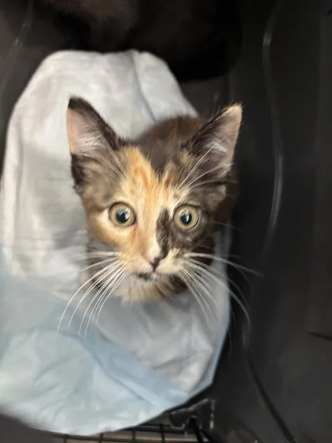 A baby medium-sized female Domestic Short Hair cat named Fannie Mae for adoption in Dallas, TX