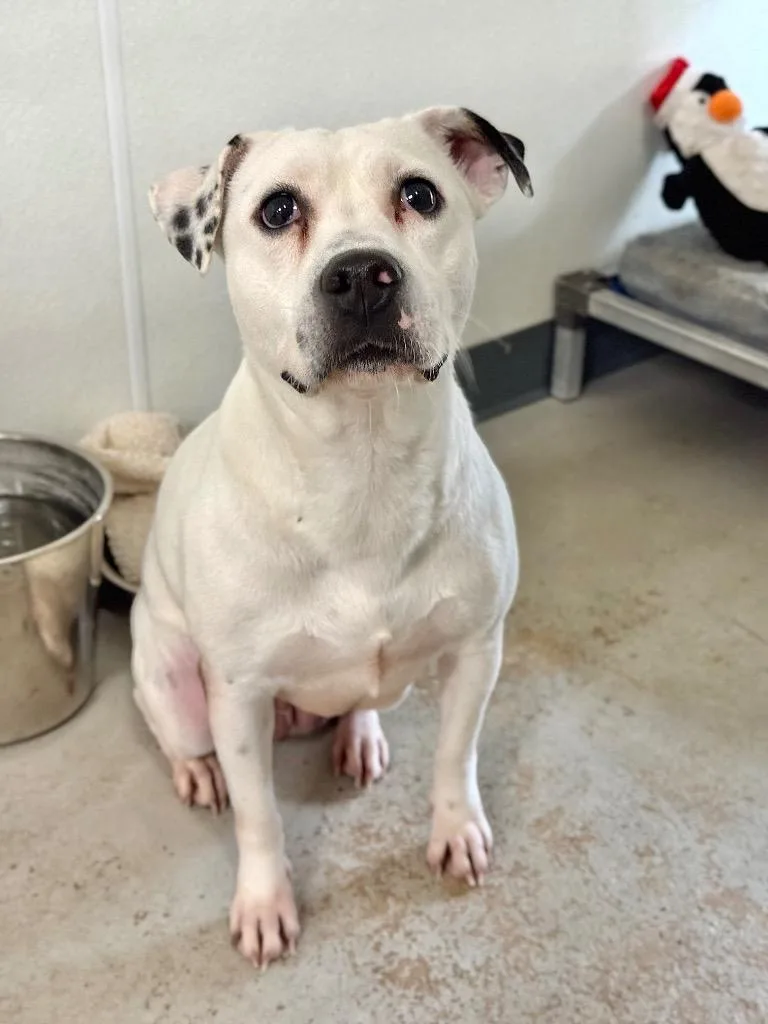 A young medium-sized female Pit Bull Terrier dog named Gracie for adoption in Canyon Lake, TX