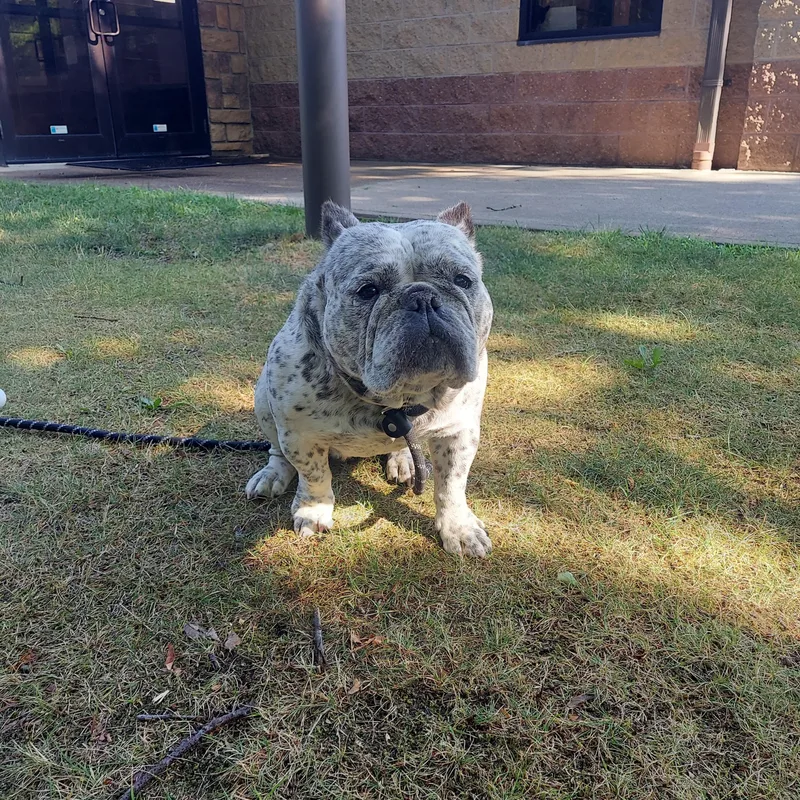 An adult medium-sized female White / Cream English Bulldog dog named 126 for adoption in Pawtucket, RI