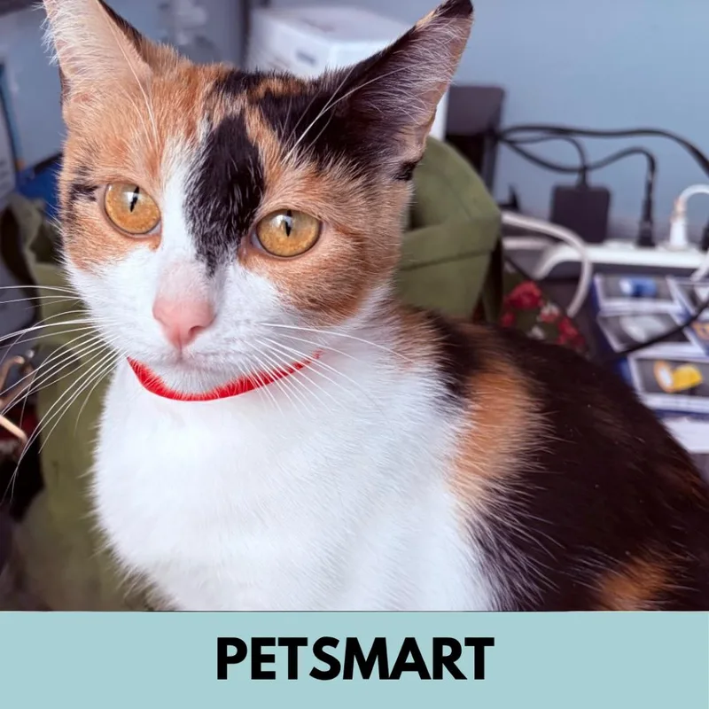An adult medium-sized female Calico Domestic Short Hair cat named Clover for adoption in Lakewood, CO