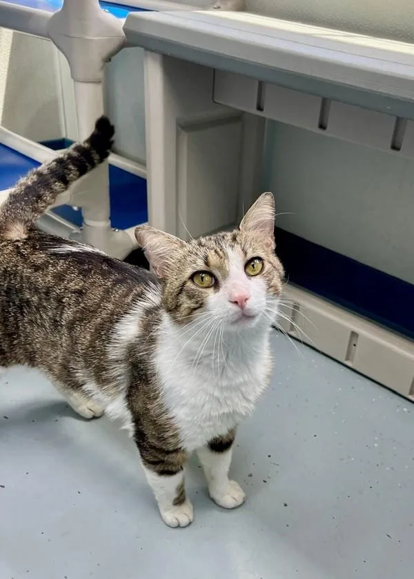 An adult medium-sized male Domestic Short Hair cat named Gopher for adoption in Skillman, NJ