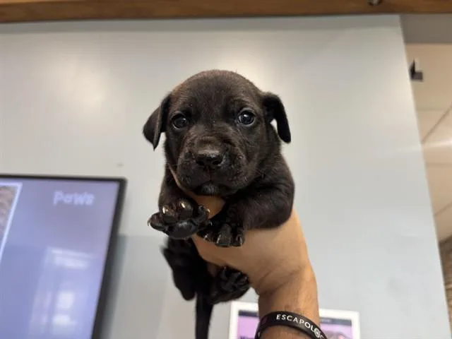A baby small-sized male Pit Bull Terrier dog named Washington for adoption in Garland, TX