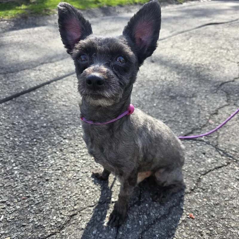 An adult small-sized male Gray / Blue / Silver Miniature Poodle dog named King for adoption in Pelham, NH