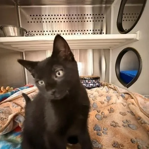 A young small-sized male Black Domestic Short Hair cat named Wasabi for adoption in Fayetteville, AR