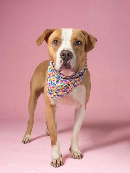 An adult large-sized male Pit Bull Terrier dog named Bosco for adoption in Atlanta, GA
