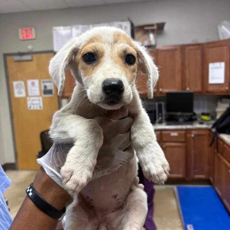 A baby small-sized female White / Cream Labrador Retriever dog named Porsha  U for adoption in Tupelo, MS
