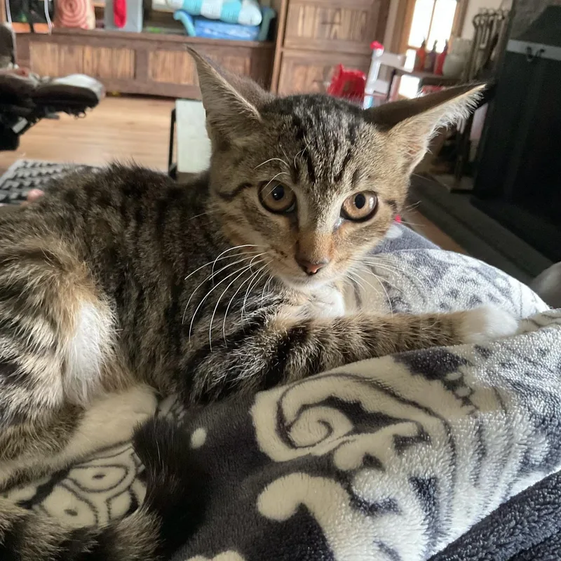 A baby medium-sized male Tabby (Brown / Chocolate) Tabby cat named Ryker for adoption in Moriches, NY