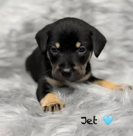 Jet