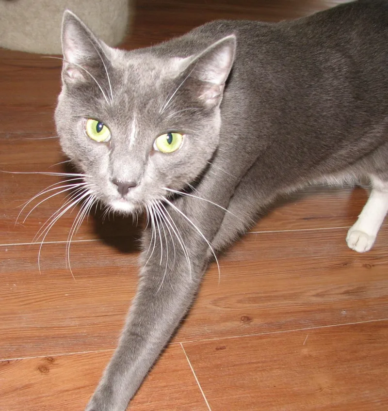 An adult medium-sized male Gray & White Tuxedo cat named Rocco for adoption in Lawrenceburg, KY